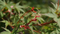 DSC00311