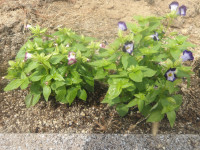 IMGP1142