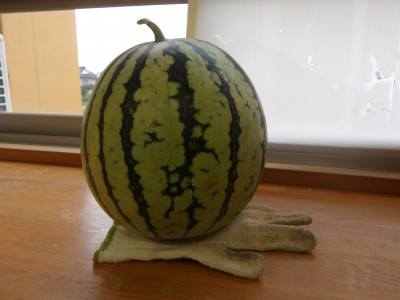 IMGP0018