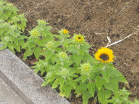 IMGP1157